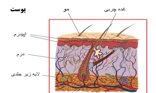 آسیب به دستگاه پوستی