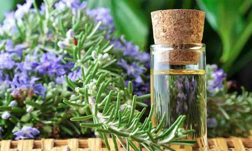 استفاده از اسانس رزماری