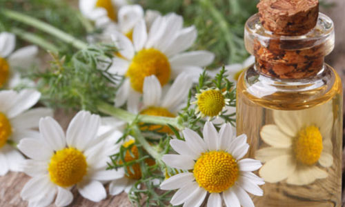 استفاده از بابونه